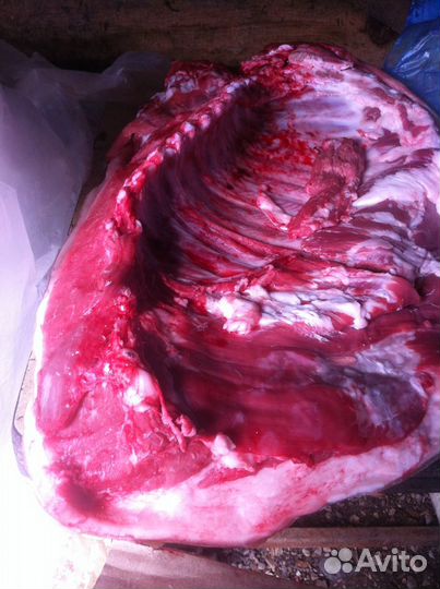 Мясо домашнее, мангалица