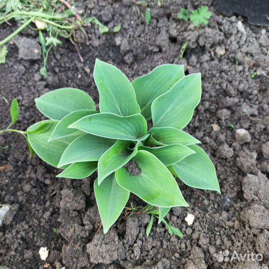 Сортовые хосты