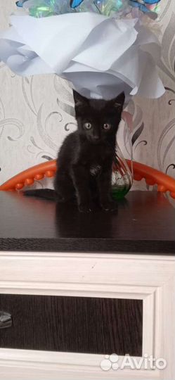 Отдам котят, в добрые ручки