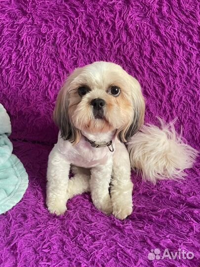 Ши-тцу девочка