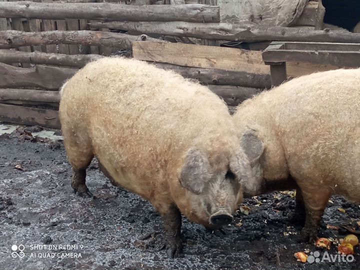 Венгерская мангалица