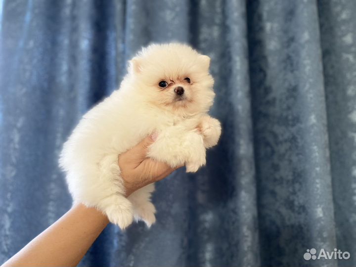 Щенки померанского шпица