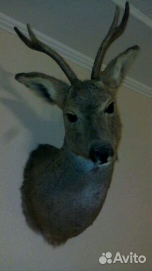 Чучело головы косули