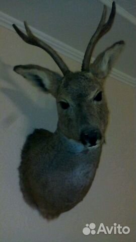 Чучело головы косули