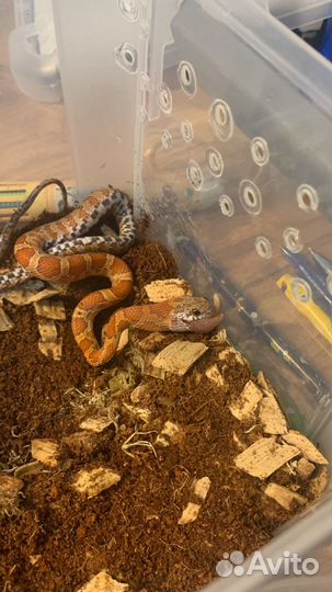 Маисовый полоз