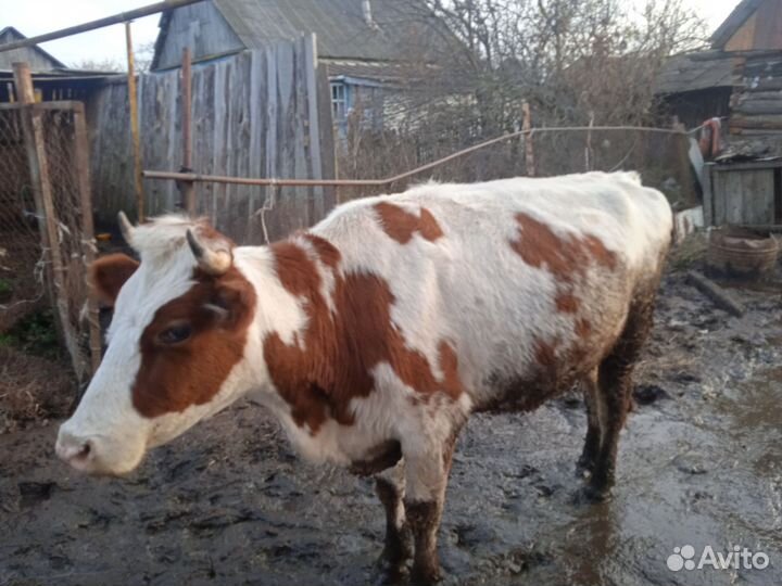 Продам корову и телочку