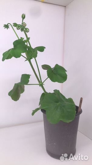 Герань пеларгония