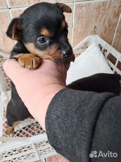 Собаки щенки