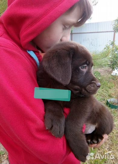Щенки лабрадора шоколадные