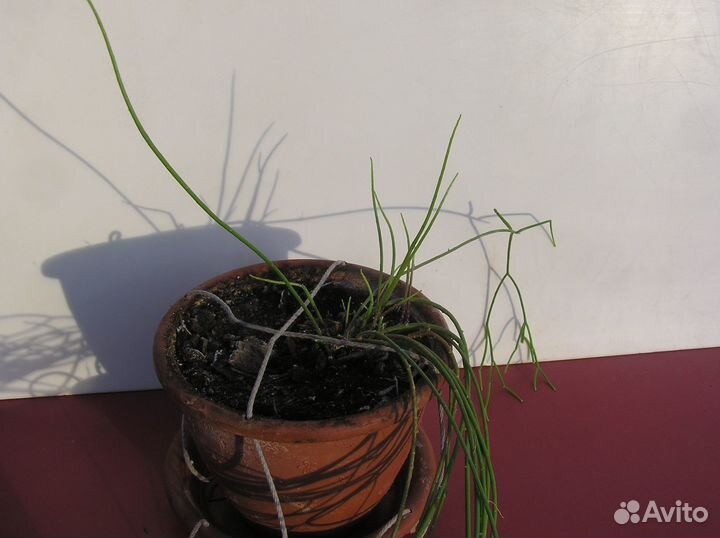 Рипсалисы - лесные кактусы