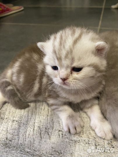 Шотландскте вислоухие котята