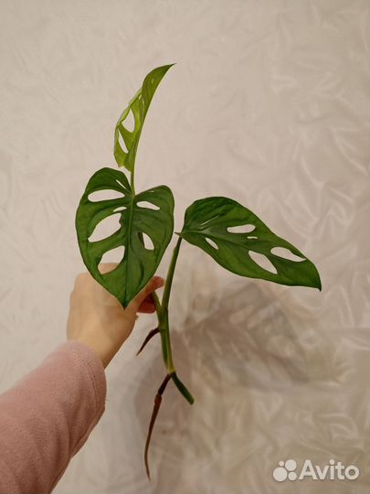 Сингониум, монстера