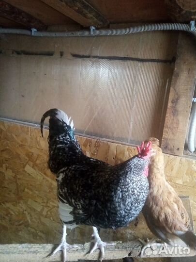 Молодые петухи