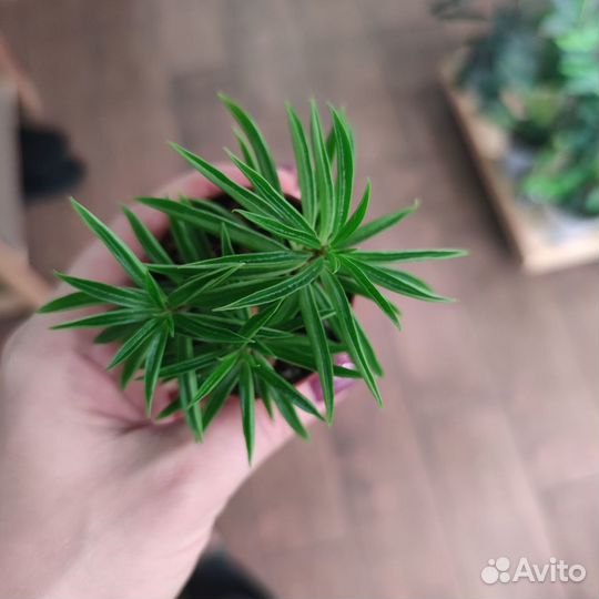 Пеперомия Хэппи Бин