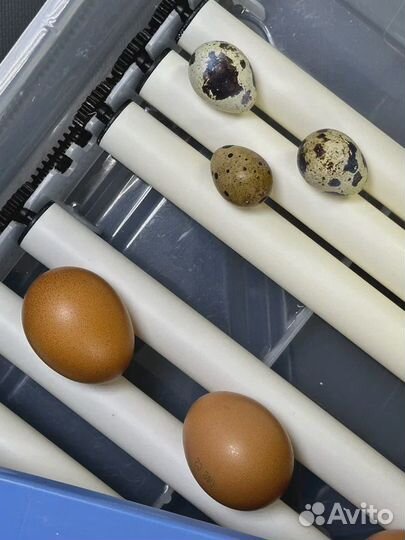 Инкубатор для яиц автоматический, терморегулятор