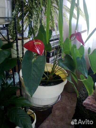 Комнатные цветы антуриум (мужское счастье)