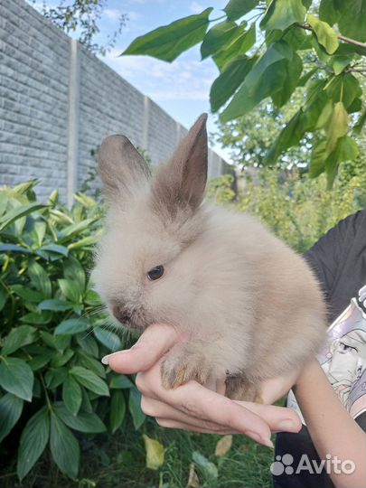 Декоративные кролики