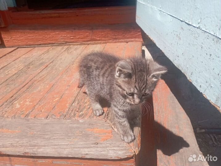 Домашние животные котята