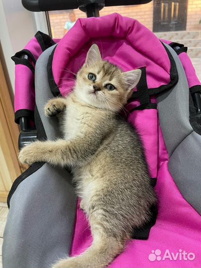 Шотландская прямоухая кошка