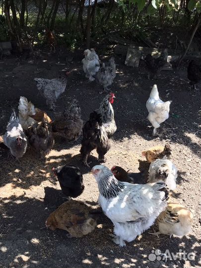 Индейки,Куры,Гуси,Утки,Петухи,Цесарки