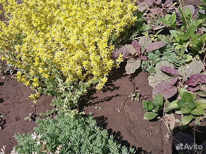 Травы почвопокровные