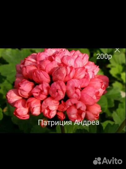 Пеларгонии сортовые