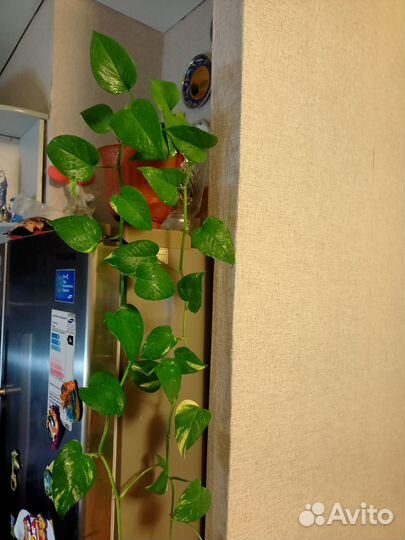 Комнатные цветы