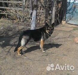 Собака в дар