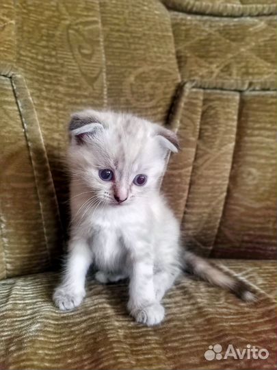 Кошка в дар