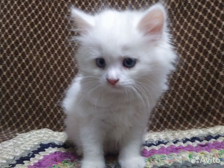 Пушок. Котик