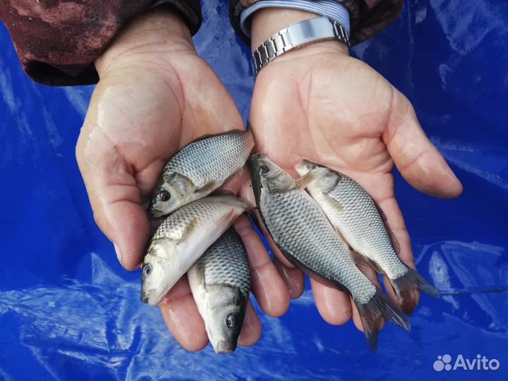 Живая Рыба для прудов