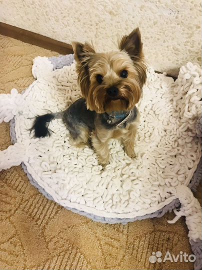 Йоркширский терьер