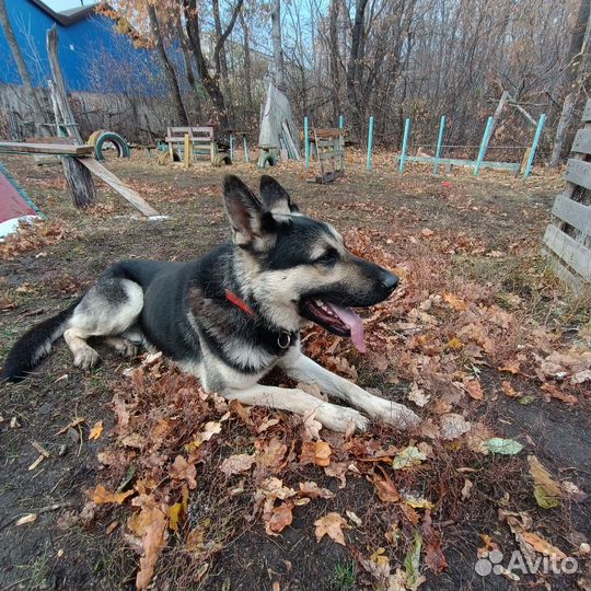 Немецкая овчарка(вео)
