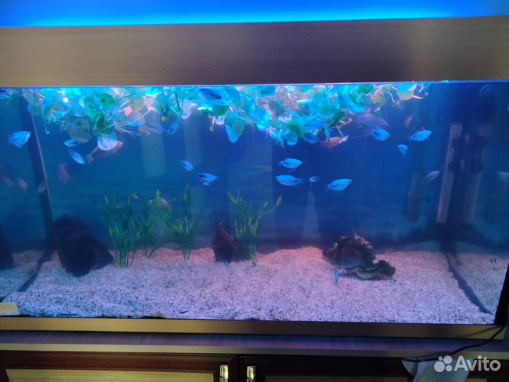 Аквариумные рыбки