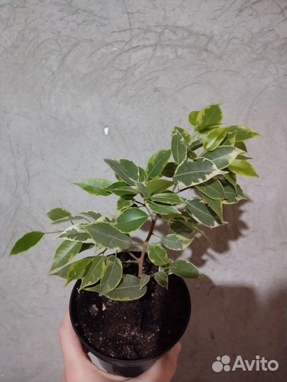 Фикус Бенджамина Кинки