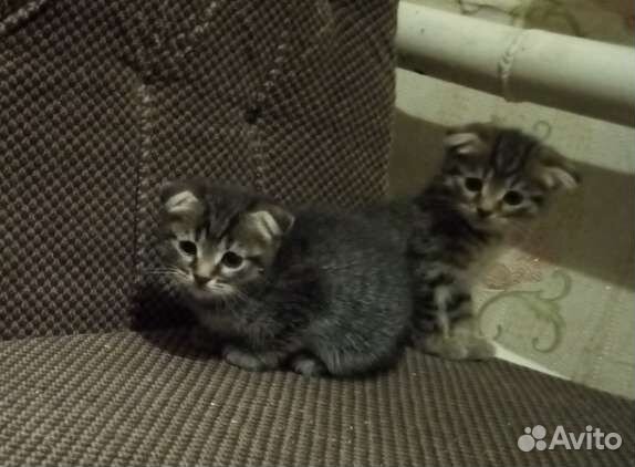 Котята вислоухие