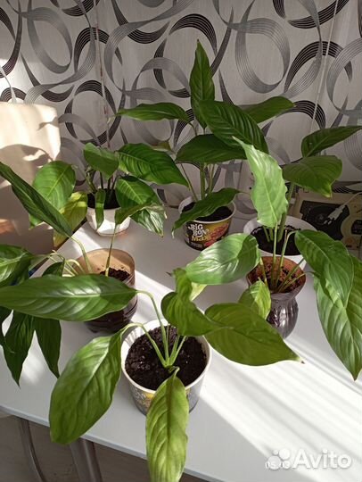 Спатифиллум