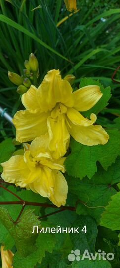 Лилейники сортовые
