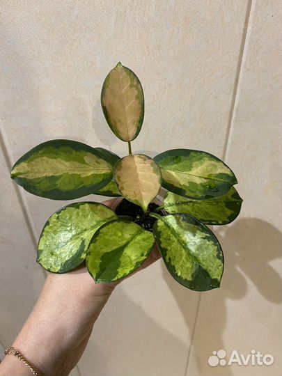 Хойя аустралис лиза