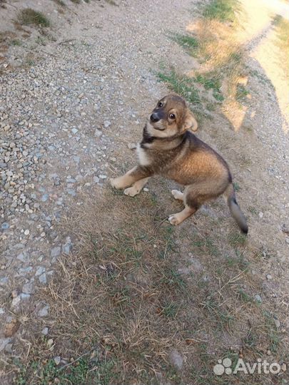 Щенки в добрые руки