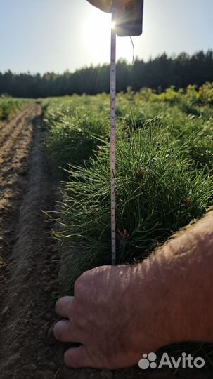 Саженцы сосны и ели окс оптом