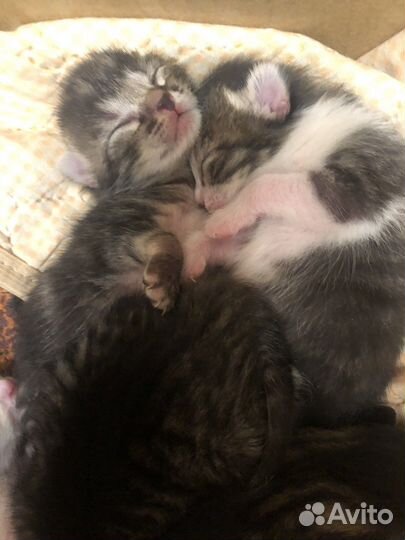 Котята в добрые руки