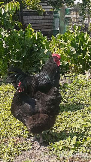 Черн.Джерсийский гигант