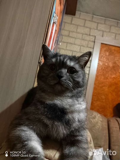 Британская кошка
