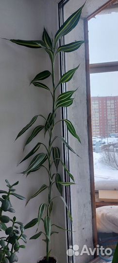 Драцена Сандера (Бамбук )