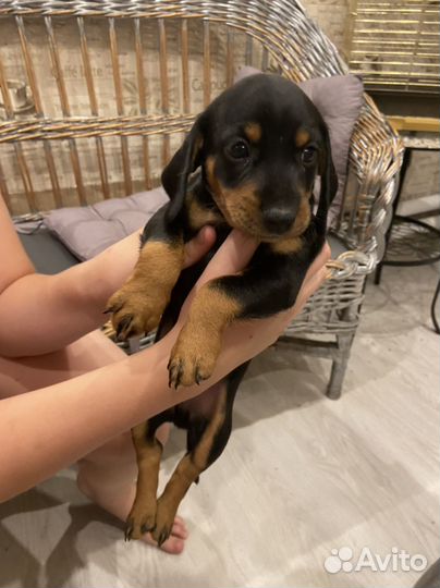 Собака такса