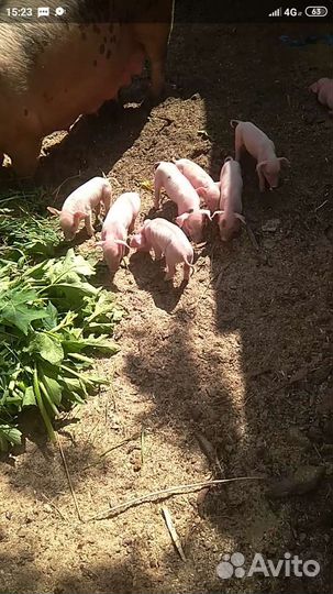 Поросята