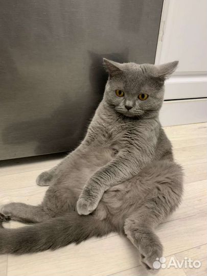 Британский кот на вязку