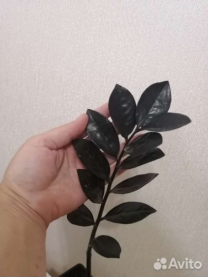 Замиокулькас черный Равен (бронь)