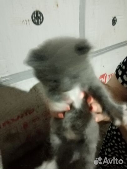 Кошки бесплатно